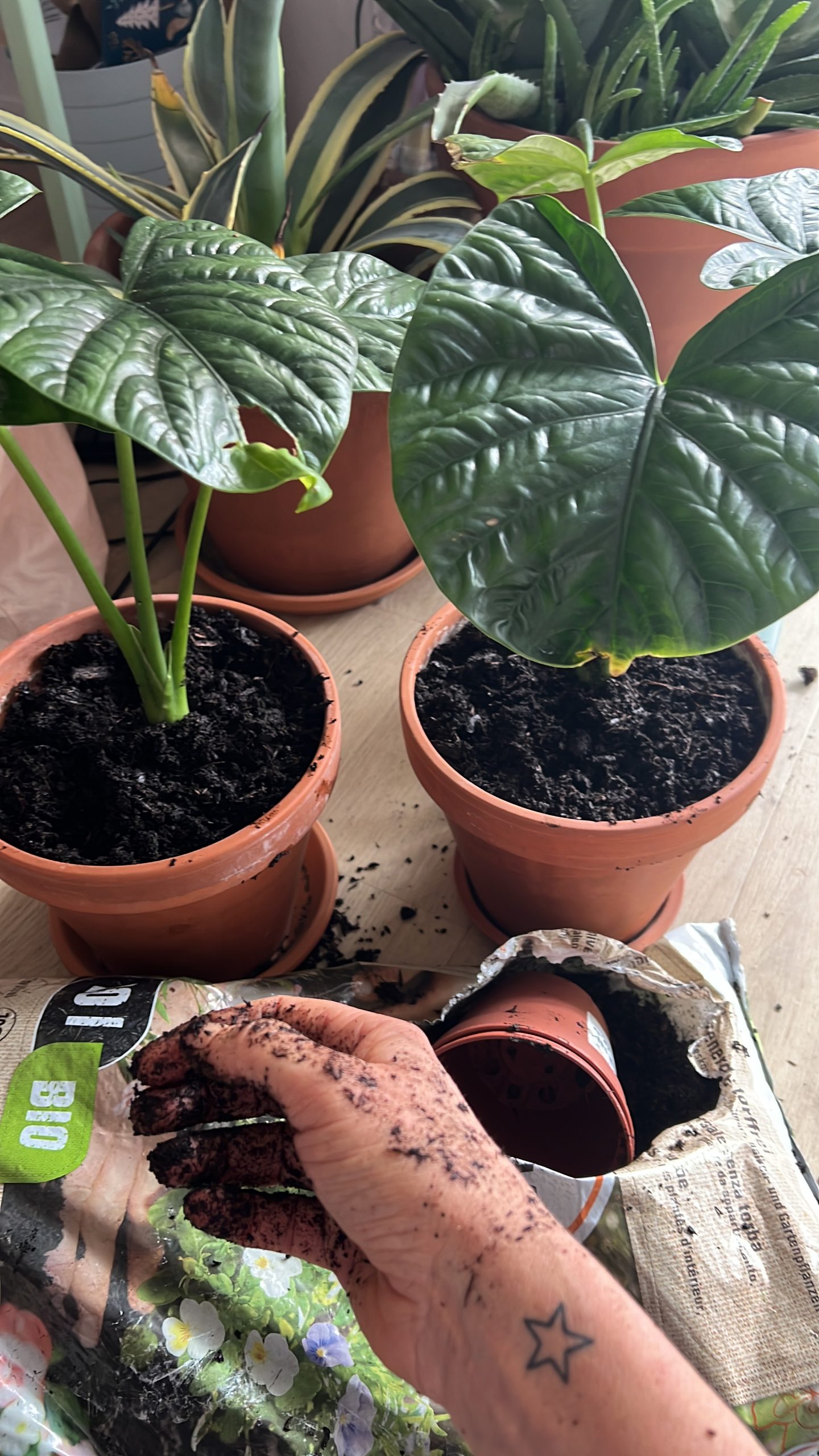 Pflanzenrettung-jolie Pflanzenrettung