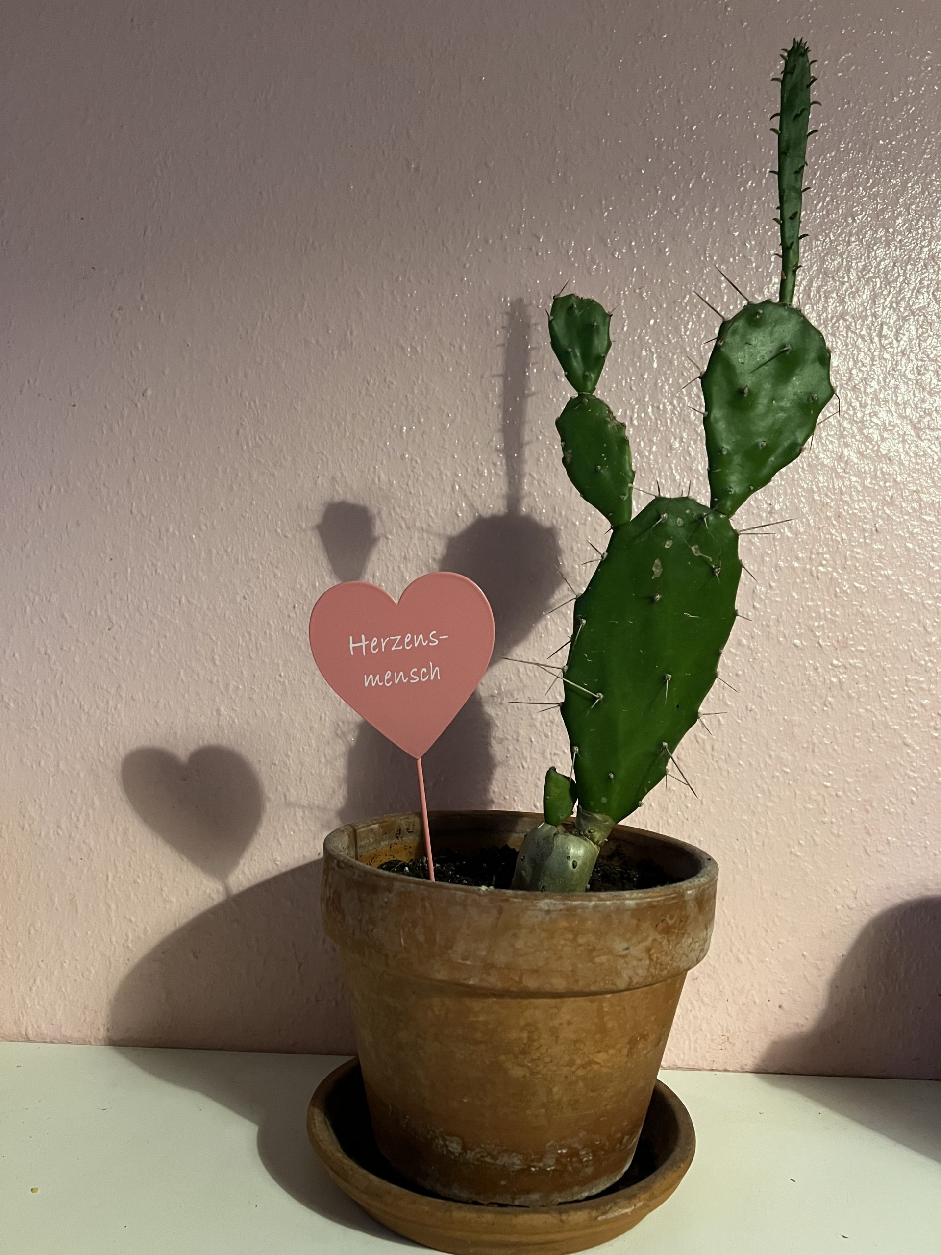 herzenspflanze herzenspflanze